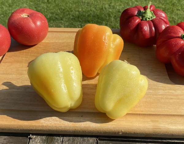 Gelbe Paprika aus Rumänien