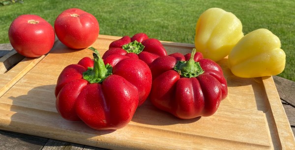 Tomatenpaprika aus Rumänien / Gogosari